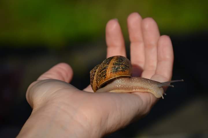 Escargot sur une main, avec une coquille marbrée, sur fond flou de verdure.